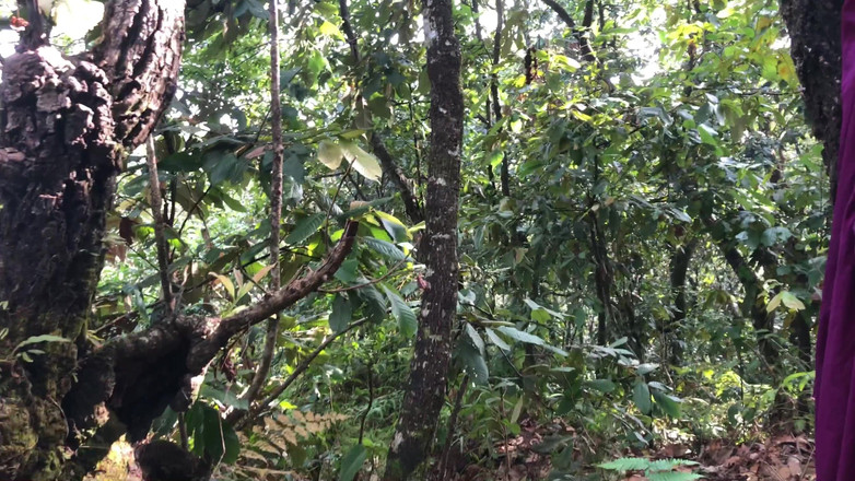 Lustybaby605: Nepali Jungle Cat (Jungle Adventures 2.0)