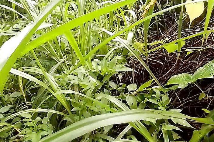 Gangbang straight: Homem mascarado canadense entrou na floresta densa e deu um...