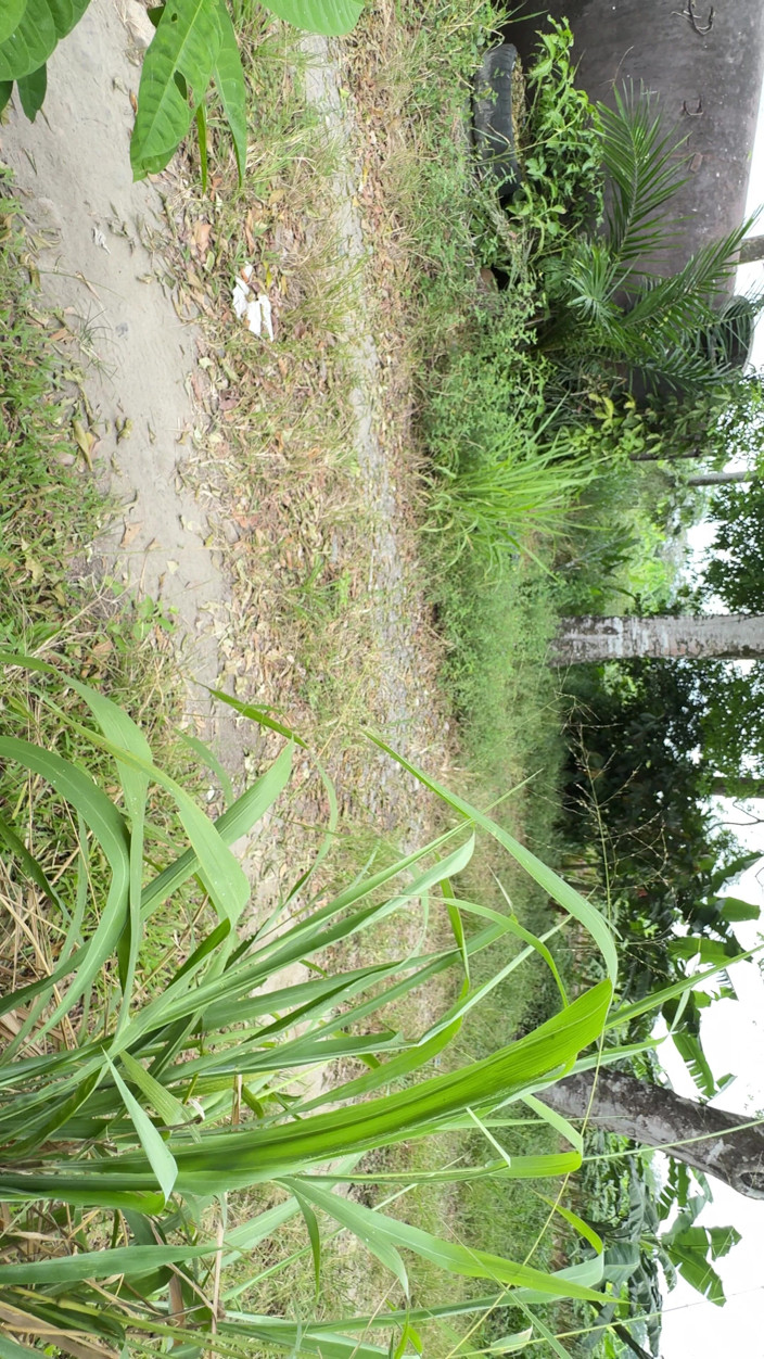 EMY_AND_JONH: Wanita petani Kolombia masturbasi di luar rumahnya sehingga tetangga dapat...