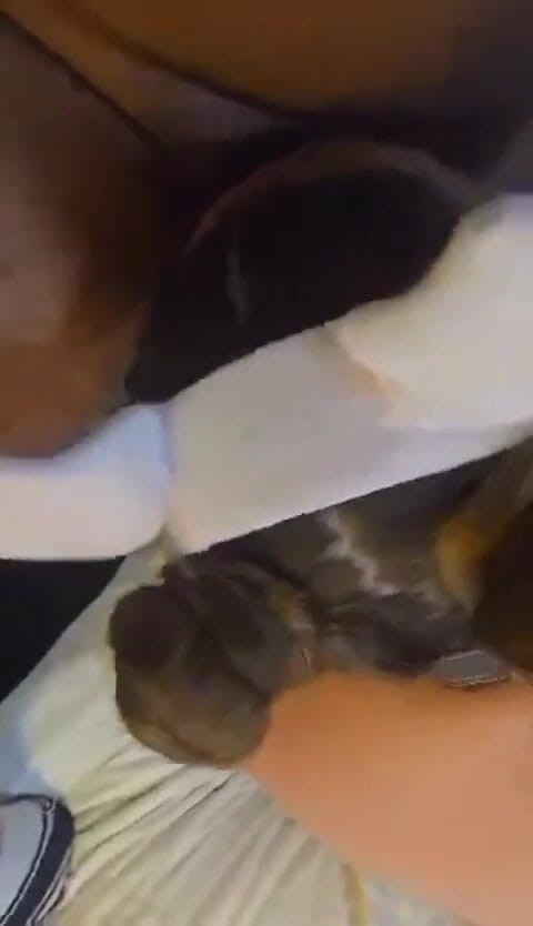 Kimmywetwet: BBC gesichtsficks bBW endet mit creampie in arsch und muschi