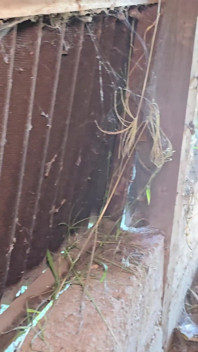 Threesome at the Farm: the Neighbor Ends up in My in Front of My Stepson