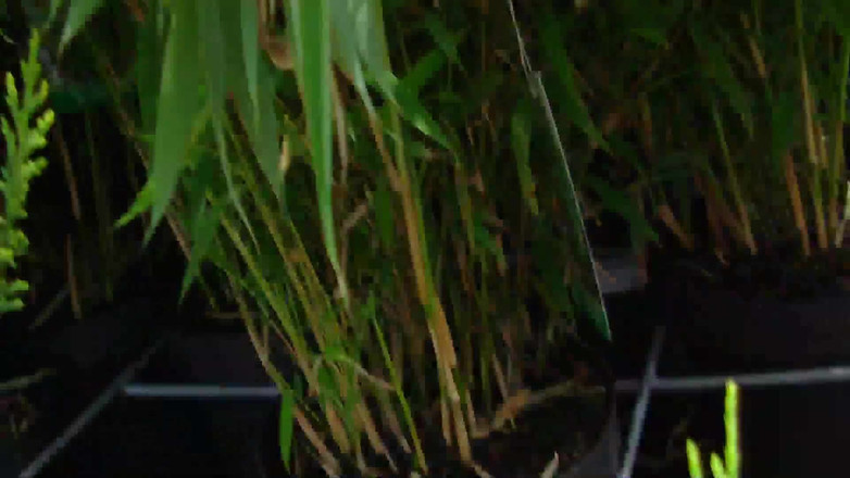 Popp Sylvie: Tragando leche al aire libre con Popp Sylvie