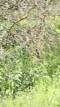Matahari, Pokok dan Kongkek Baik Di Alam Liar
