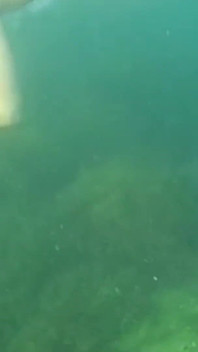 Did You Already See Y Swimming Video?