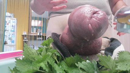 Monster_Meat_: Stříkání s Nettles a Thootbrush