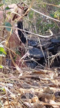 Aku ngentot pacar lamaku di hutan