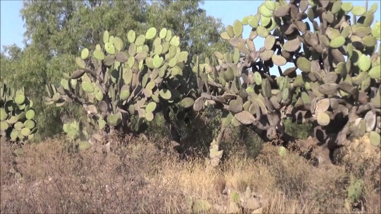 Helena Moeller: Mega outdoor fucking near Mexican piramides