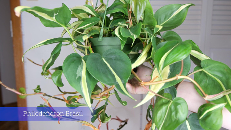Destination Kat: July Plants