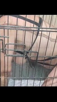 Showing a Slave