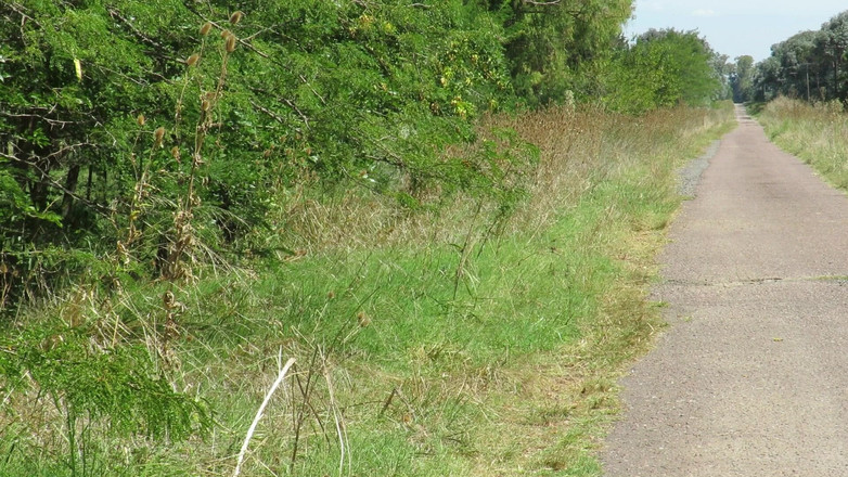 Milfcamsex: Patricia rozbiera się pod letnim słońcem