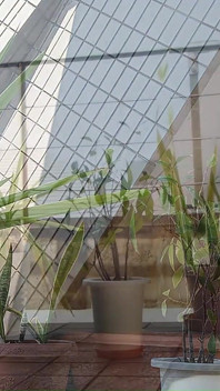 Urinar Em Uma Planta Em Vaso