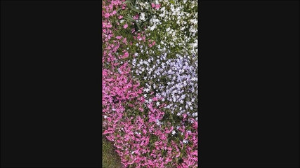 Dom Rod: Spermagarten 1