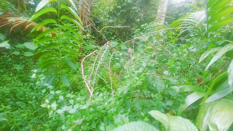 Tharumini_Official: Desi村の女の子Blowjobのジャングル