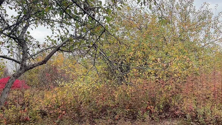 sweethanajapanese: 从后面撒尿 惊人的景色