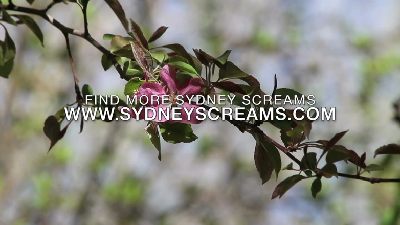 Sydney screams fetish: Tıraşsız koltuk altı 