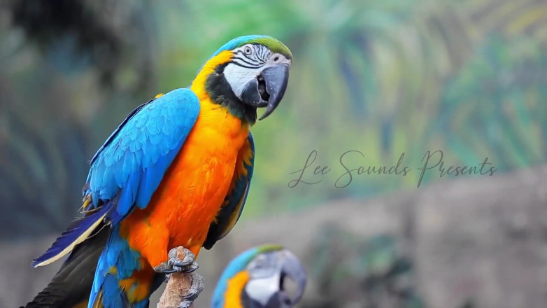 Lee&Aura: Lei suona il mio cazzo in florida