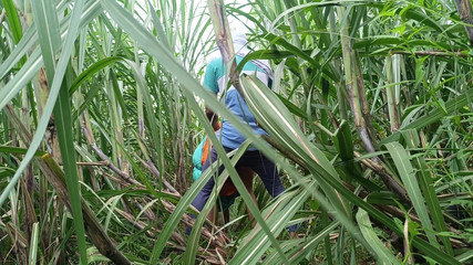 Asha Devi: Зять відвів невістку в ліс і багато її трахнув