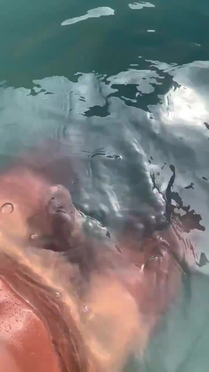 Vida Noite: Poslech zvuku Gooning v bazénu a honění