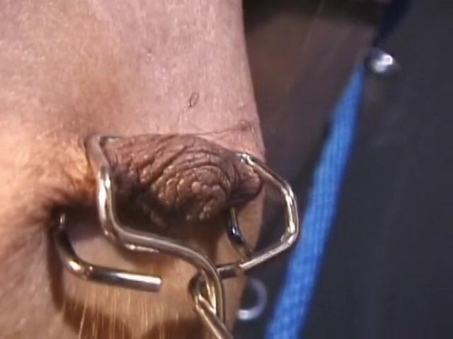Vintage Fetish: Hot girl gets tiny tits pinned while still gagged