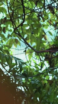 bhabhi barish sexo com Devar