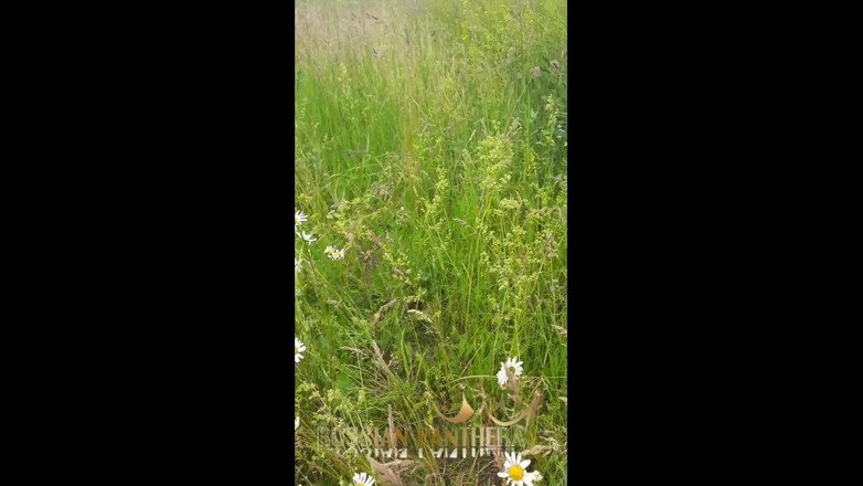 ANGELA_LADY: Гола збуджена мамка в полі ромашки мастурбує, писає і відкашлює від оси