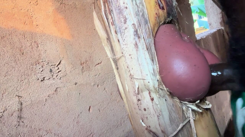 Bangcum8: Vězeň hledá těžko cestu k sexu