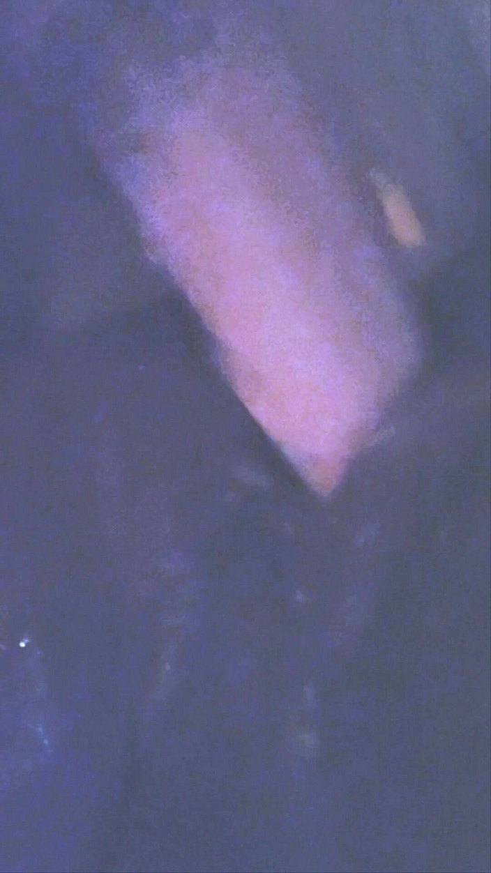 Sir sucks a lot: Чудовищный белый дилдо заставляет меня сквиртовать, как сучка