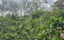 Koach Rock: Playing in the Coffee Plantation, It&amp;#039;s Not Harvest Time but...