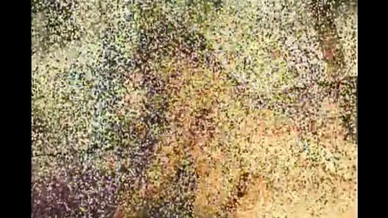 Porn4Life: Divertimento Assicurato