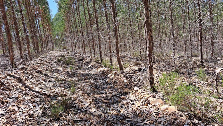Miss Squirting: Campeggio con la matrigna in una foresta