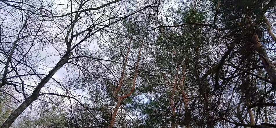 Lesbian-illusion: Risky Female Peeing and Masturbation in the Forest