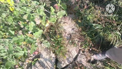 Savita5343: Villaggio Desi Bhabhi scopata in campo di senape a pecorina....