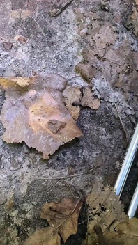 Cette Brune Stupide a Cassé Un Vélo Dans La forêt Et a Payé Avec Une Chatte Pour Les Réparations! Couché En Levrette
