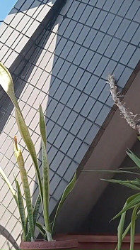 Peeing on a Potted Plant