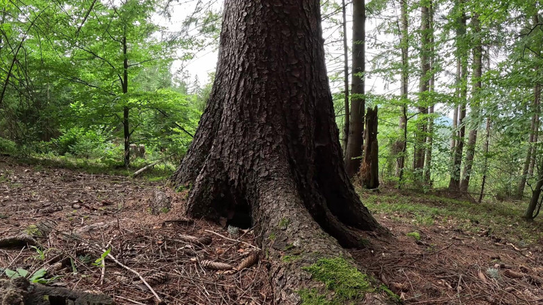 CumPearls: Call of the Nature