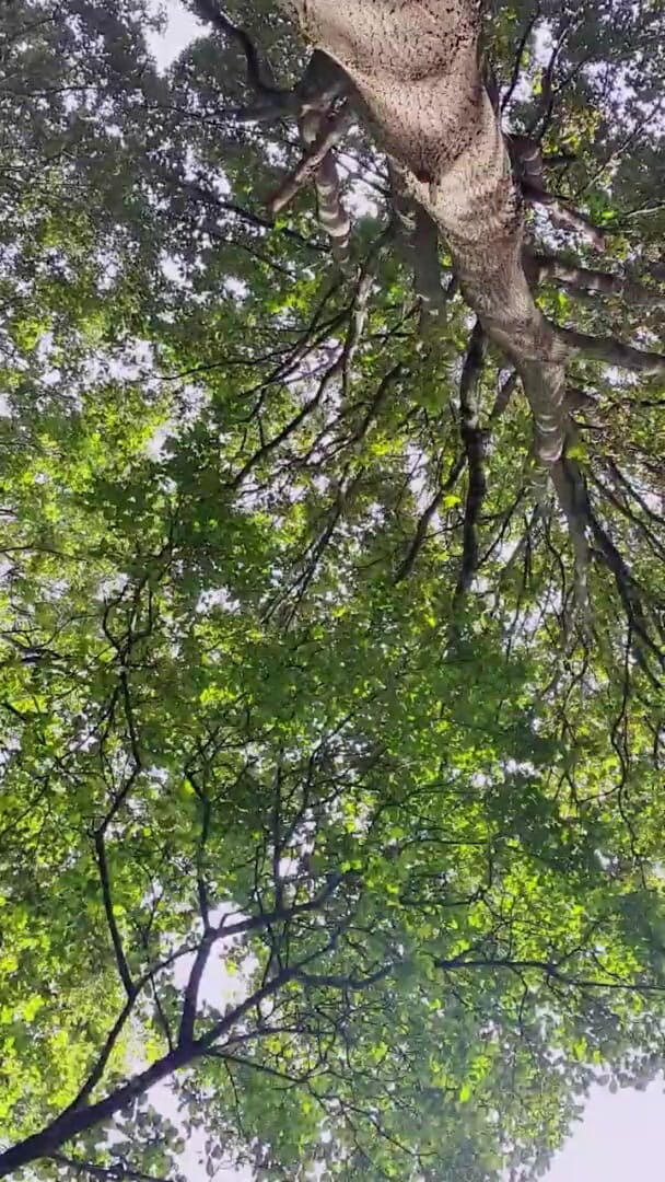 Slutboyben: Slutboyben cam4 sexy ragazza da crociera iii esposizione dal vivo...