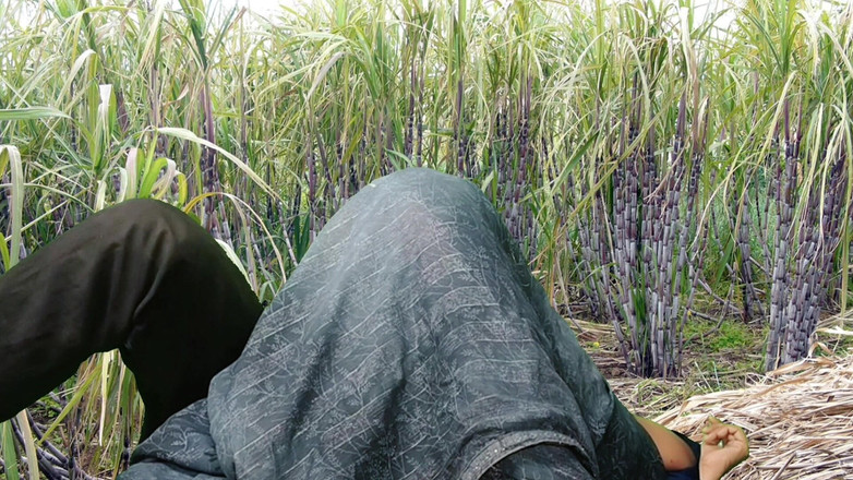 Rakul008: Şeker kamerun tarlasında sikişiyor