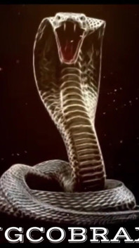 Saya suka zakar besar King Cobras: Ia adalah zakar terbaik!