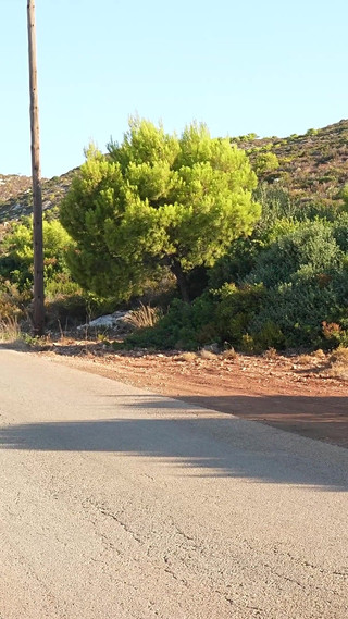 Thumbnail of Wetting Sweatpants and Panties on a Barefoot Morning Walk