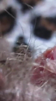 Hairy pussy is not an obstacle to clit play