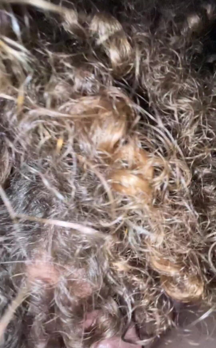 VibeWithMommy: Apabila menyembah zakar, agak sukar untuk tidak menjadi sangat miang...