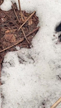 Ormanda Çok Havalı Işiyor