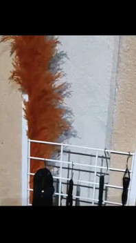Dominazione della figa 1