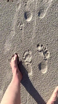Comparaison d’empreintes de taille 16 pieds sur sable à la plage