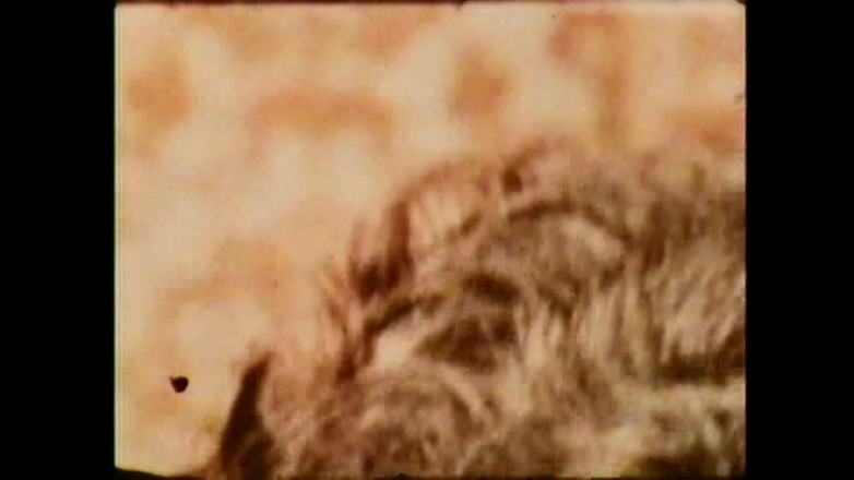 Vintage Usa: La Canon