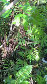 Viaje a la naturaleza y luego follar