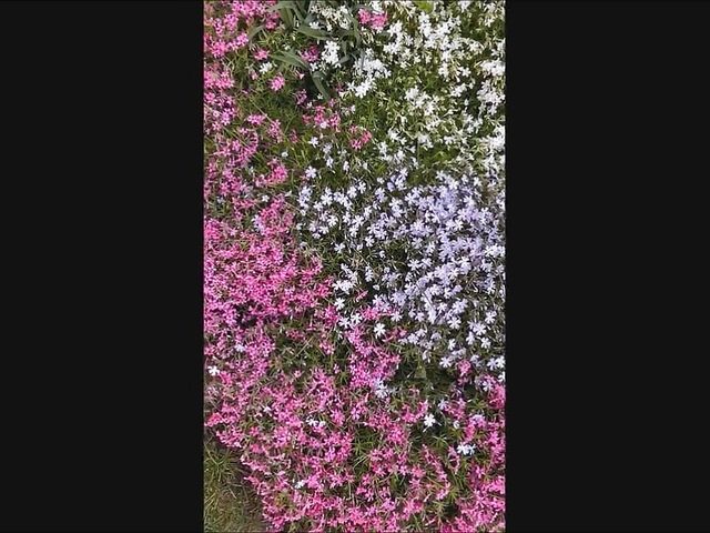 Semen Garden 1 (Dom rod)