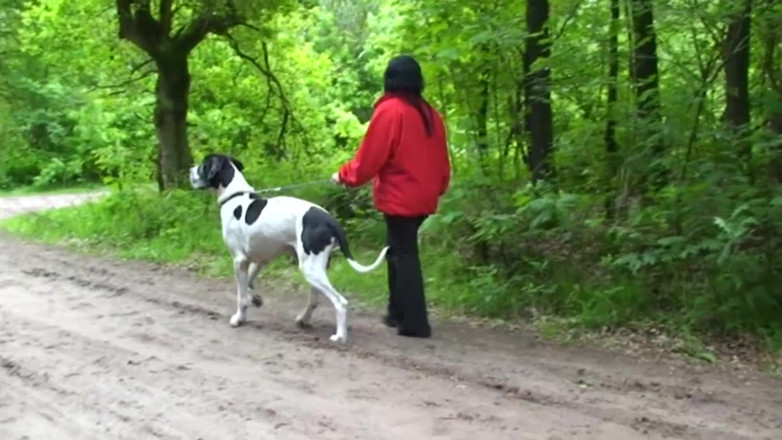 Public Entertainment: Chubby and horny brunette was walking her pet when she...