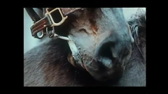 Chlupatá kundička manželky sdílená se svými oblíbenými ptáky (celý film)