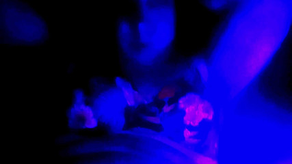 Sis Gasmo: Mar sissygasm